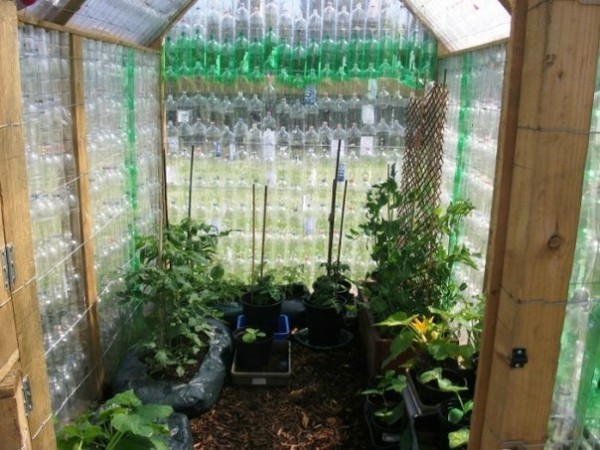 Greenhouses from plastic bottles: a master class with a photo