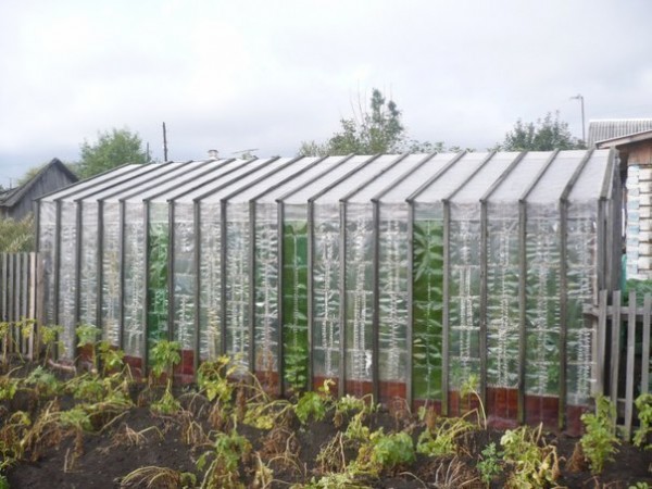 Greenhouses from plastic bottles: a master class with a photo