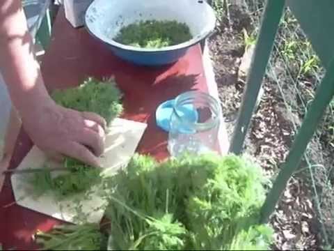 Greens for the winter with salt