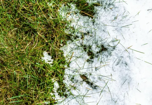 Greens for the winter with salt