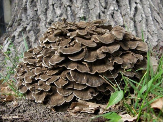 Grifola curly (Mushroom ram): useful properties, application, photo and video