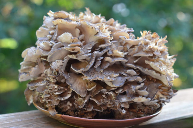 Grifola curly (Mushroom ram): useful properties, application, photo and video