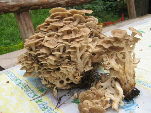 Grifola curly (Mushroom ram): useful properties, application, photo and video