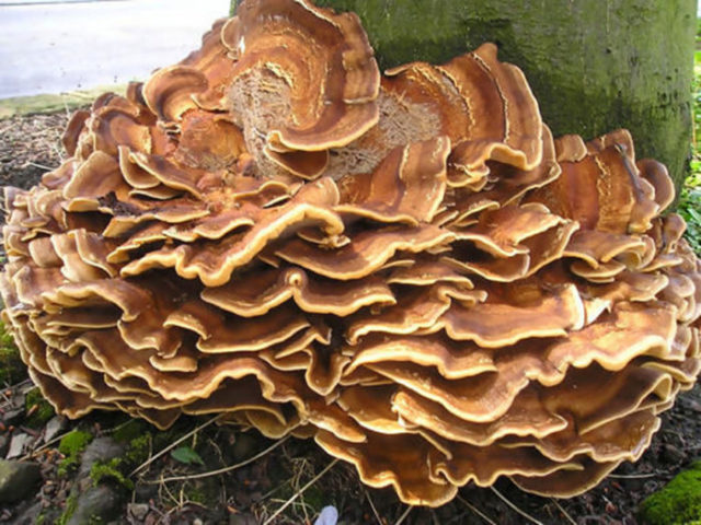 Grifola curly (Mushroom ram): useful properties, application, photo and video