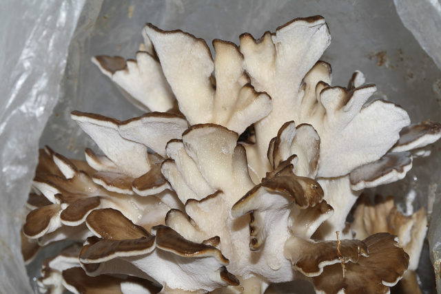 Grifola curly (Mushroom ram): useful properties, application, photo and video