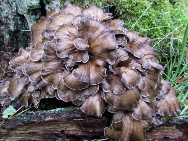 Grifola curly (Mushroom ram): useful properties, application, photo and video