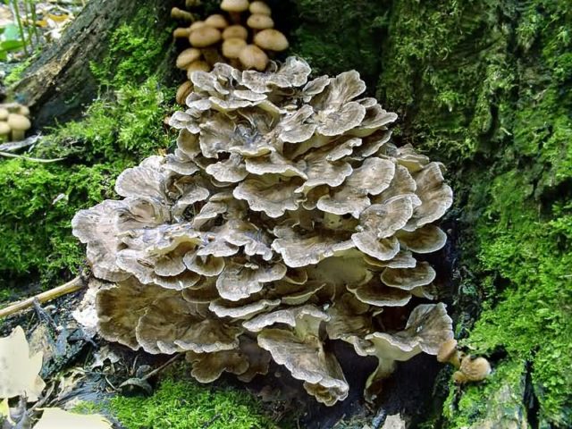 Grifola curly (Mushroom ram): useful properties, application, photo and video