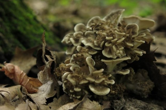 Grifola curly (Mushroom ram): useful properties, application, photo and video