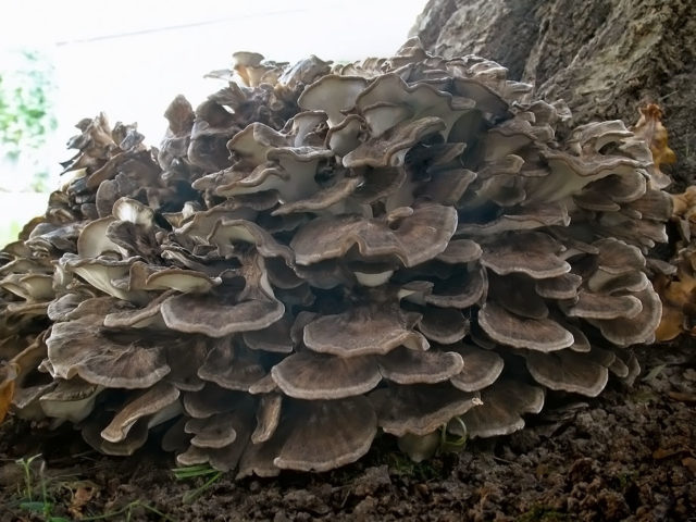 Grifola curly (Mushroom ram): useful properties, application, photo and video