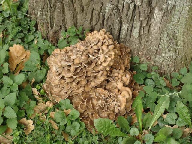 Grifola curly (Mushroom ram): useful properties, application, photo and video