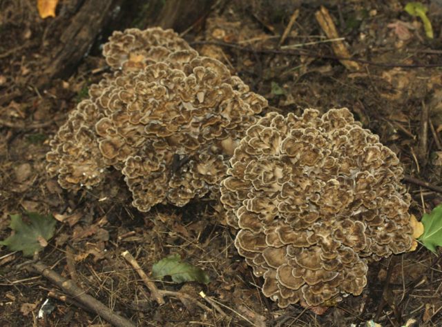 Grifola curly (Mushroom ram): useful properties, application, photo and video