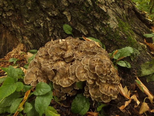 Grifola curly (Mushroom ram): useful properties, application, photo and video