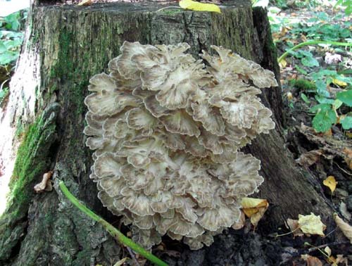 Grifola curly (Mushroom-sheep) (Grifola frondosa) photo and description