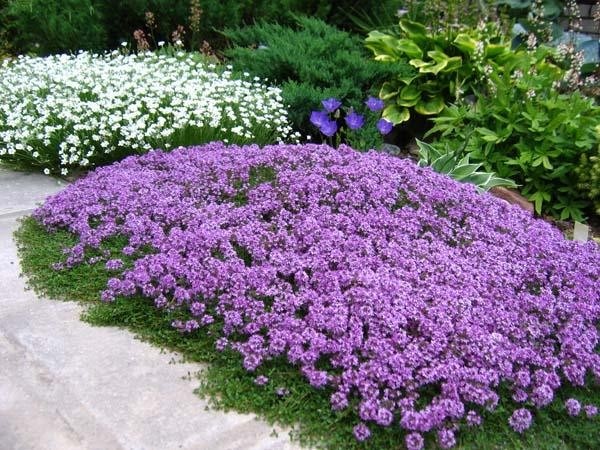 Ground cover perennials: how to decorate the site with their help?