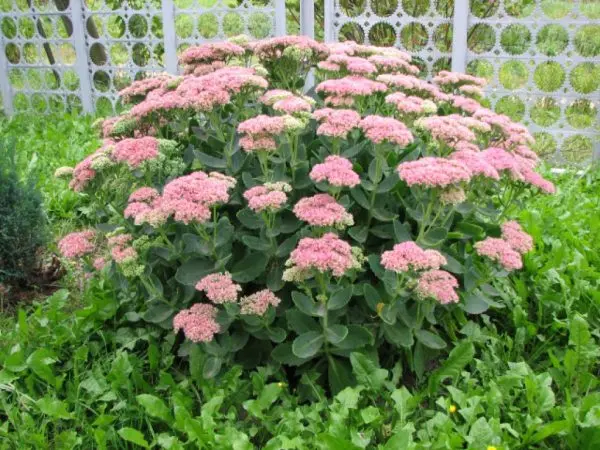 Ground cover perennials: how to decorate the site with their help?