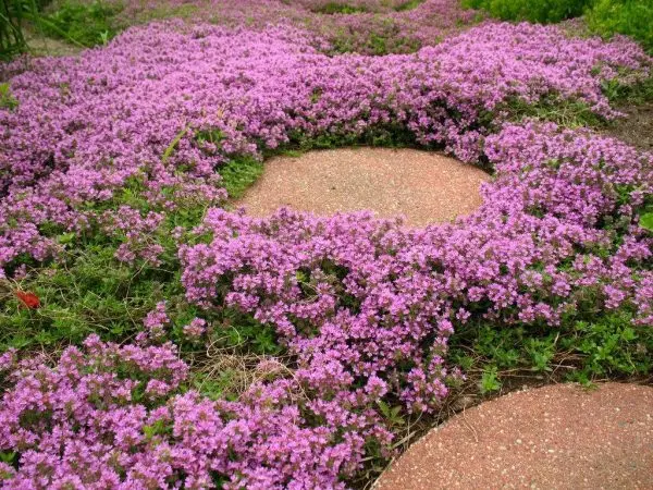 Ground cover perennials: how to decorate the site with their help?