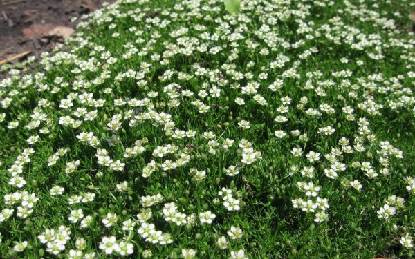 Ground cover perennials: how to decorate the site with their help?