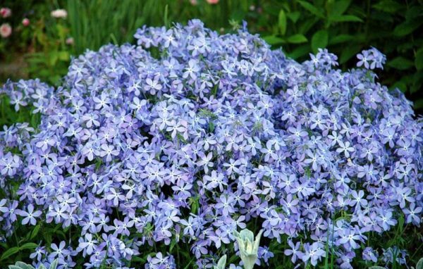 Ground cover perennials: how to decorate the site with their help?