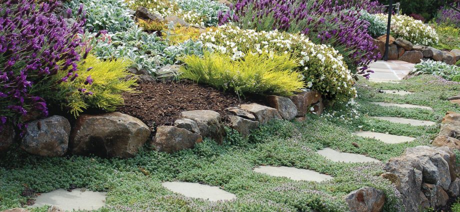 Ground cover perennials: how to decorate the site with their help?