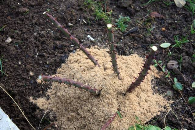 Ground cover rose: planting and care + photo