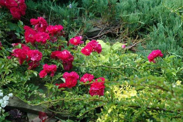 Ground cover rose: planting and care + photo