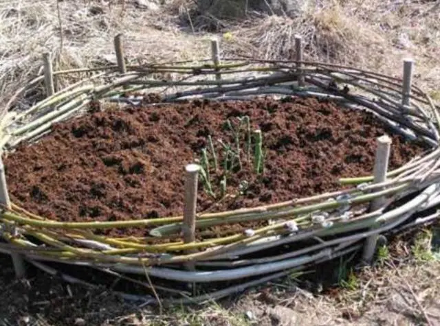 Ground cover rose: planting and care + photo