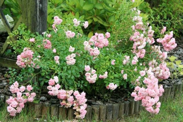 Ground cover rose: planting and care + photo