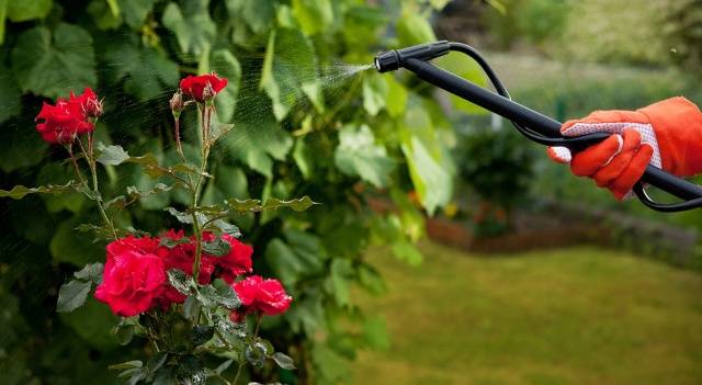 Ground cover rose: planting and care + photo