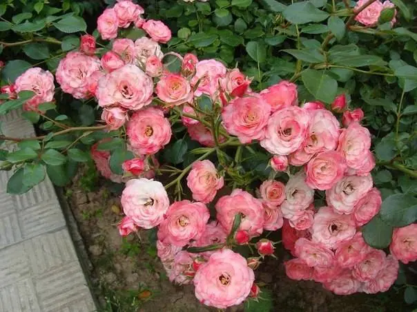 Ground cover rose: planting and care + photo