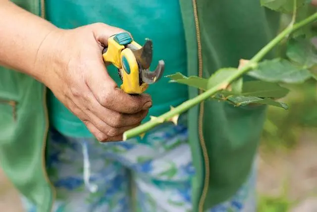 Ground cover rose: planting and care + photo