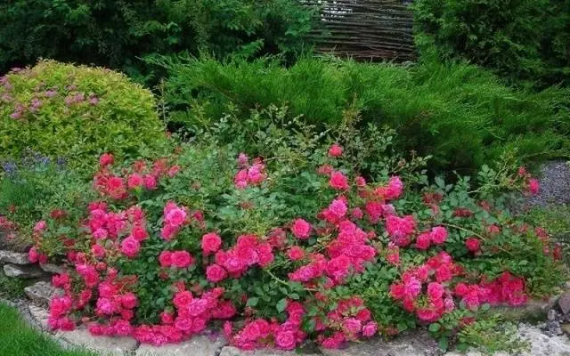 Ground cover rose: planting and care + photo