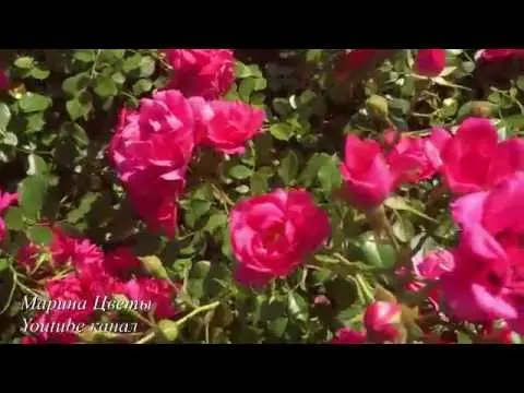 Ground cover rose: planting and care + photo