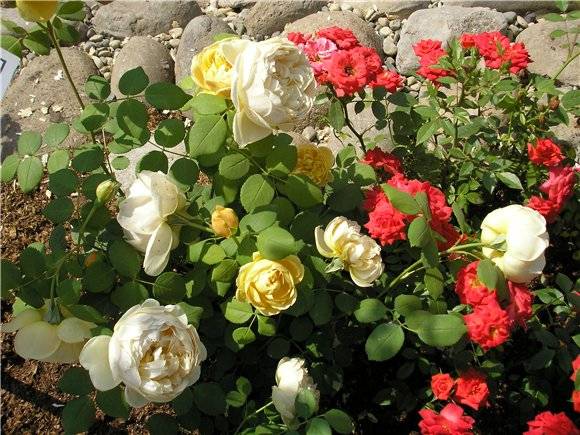 Ground cover rose: planting and care + photo