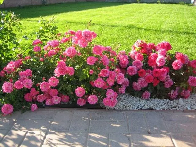 Ground cover rose: planting and care + photo