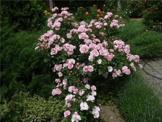 Ground cover rose: planting and care + photo