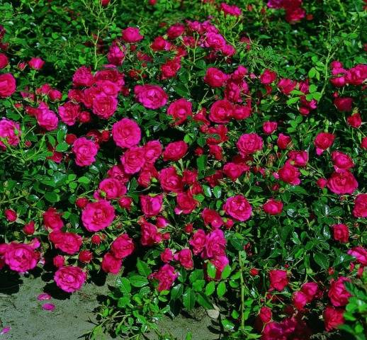 Ground cover rose: planting and care + photo