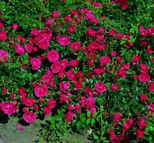 Ground cover rose: planting and care + photo