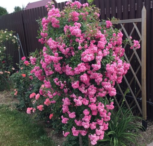 Ground cover rose Super Dorothy (Super Dorothy): description and photo, reviews