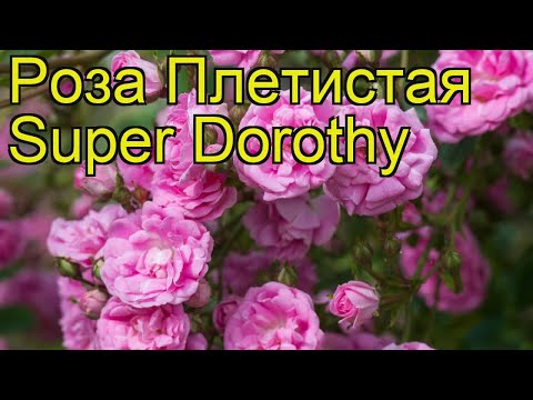 Ground cover rose Super Dorothy (Super Dorothy): description and photo, reviews