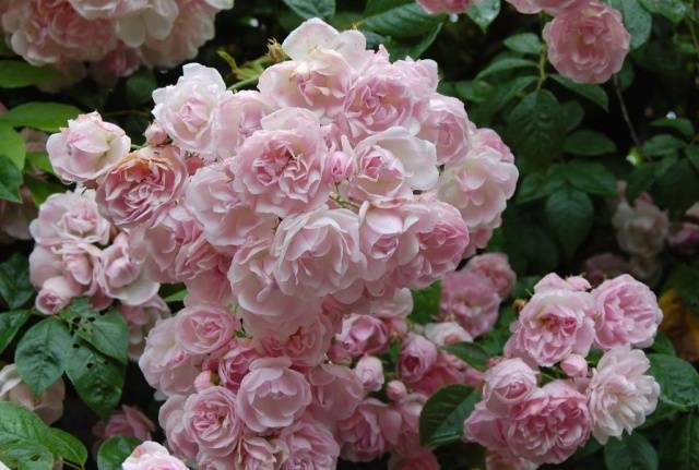 Ground cover roses: winter-hardy varieties + photo