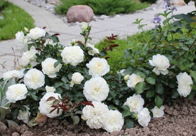 Ground cover roses: winter-hardy varieties + photo