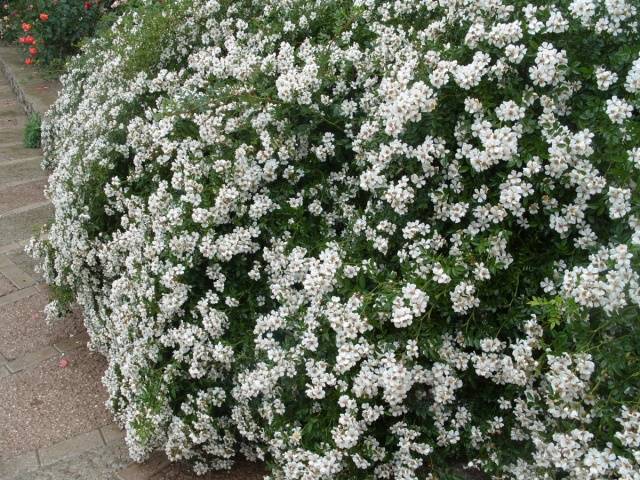 Ground cover roses: winter-hardy varieties + photo