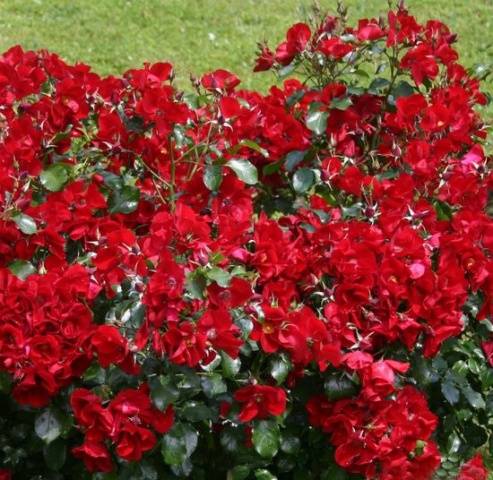 Ground cover roses: winter-hardy varieties + photo