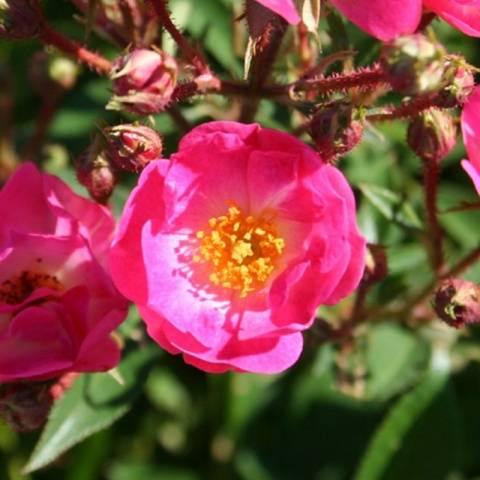 Ground cover roses: winter-hardy varieties + photo