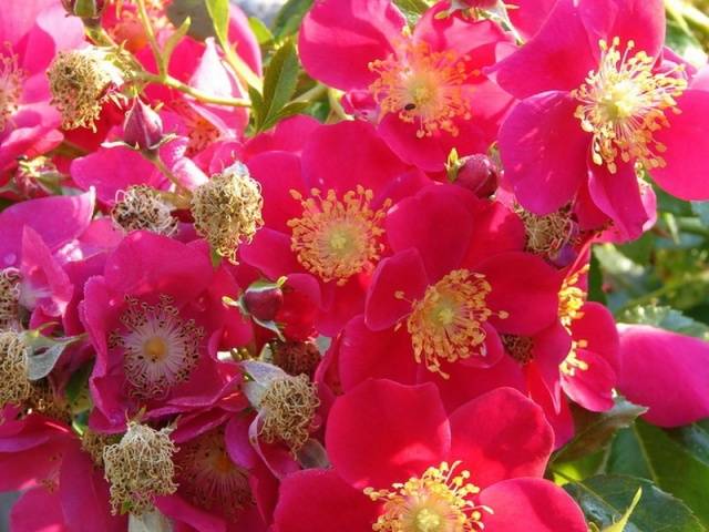 Ground cover roses: winter-hardy varieties + photo