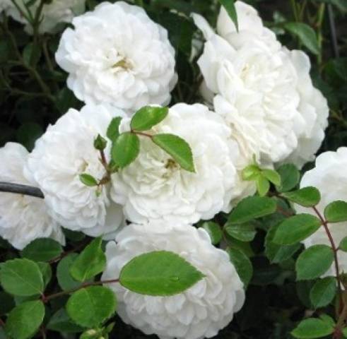 Ground cover roses: winter-hardy varieties + photo