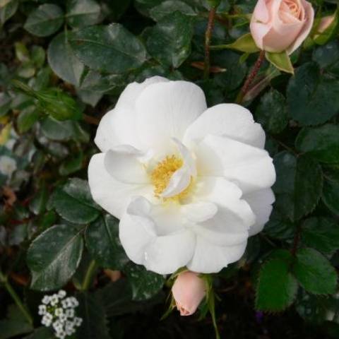 Ground cover roses: winter-hardy varieties + photo