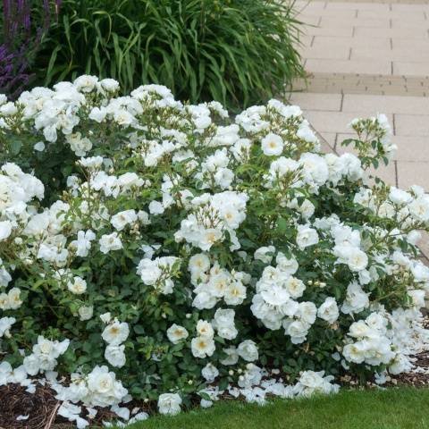 Ground cover roses: winter-hardy varieties + photo