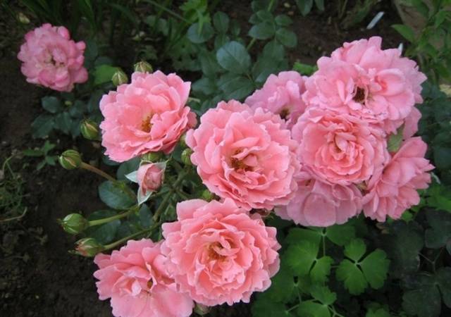 Ground cover roses: winter-hardy varieties + photo