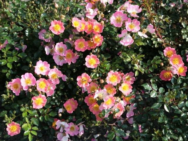 Ground cover roses: winter-hardy varieties + photo